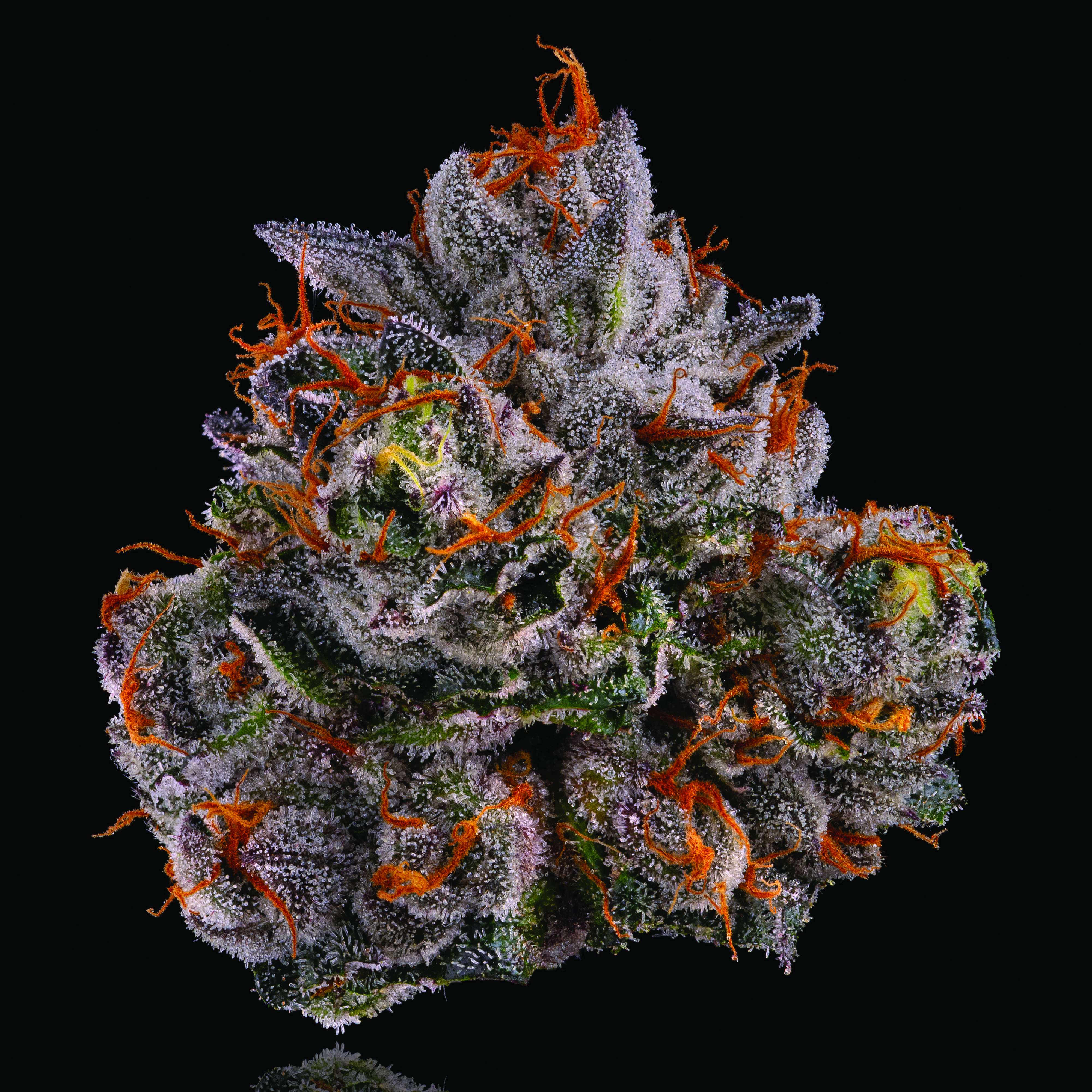 No Till Kings | Strains